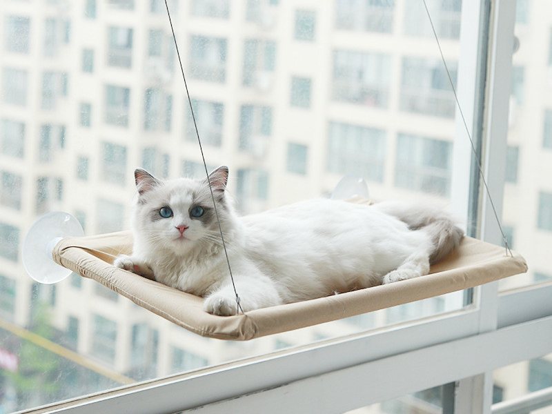 Witte kat op de beige kattenhangmat aan het raam